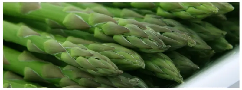 Several stalks of fresh green asparagus