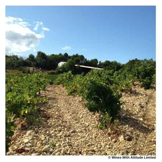0_Stony-Rhone-vineyards-by-Wines-With-Attitude-Limited