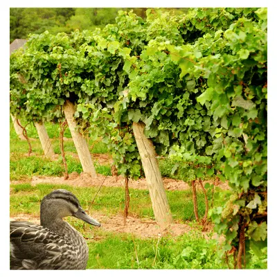 A duck in front of some vines