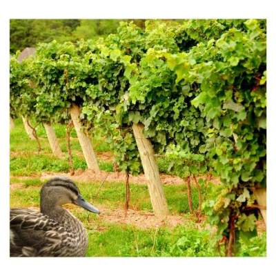 Animal manure may be used as fertiliser in vineyards