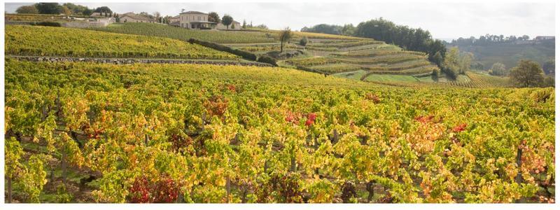 Bordeaux vineyards in the autumn with golden leaves on the vines