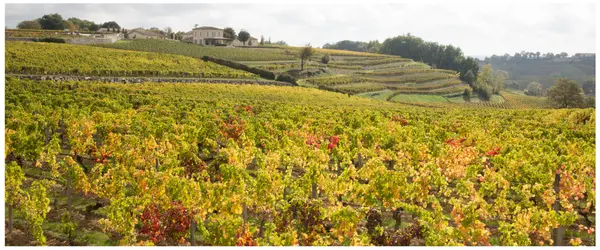 Bordeaux vineyards in the autumn with golden leaves on the vines