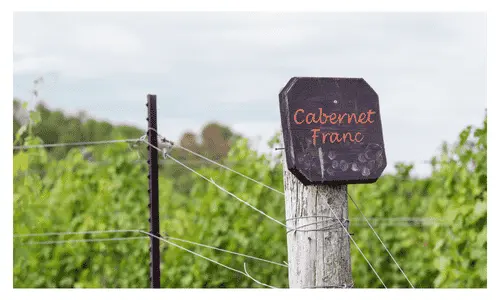 Cabernet Franc sign in Bordeaux Vineyard
