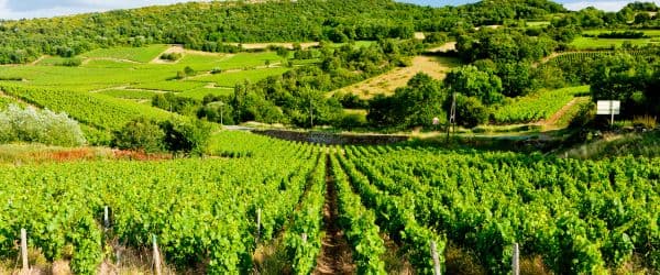 Rows of vines on a hillside with trees and more vines on the other side of the valley