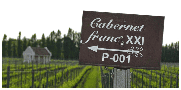 Sign in vineyard captioned "Cabernet Franc"