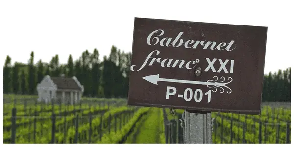 Sign in vineyard captioned "Cabernet Franc"