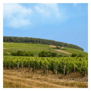 Chablis Premier Cru Vineyards in Burgundy by Wines With Attitude