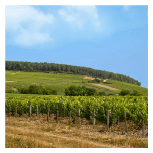 Chablis Premier Cru Vineyards in Burgundy