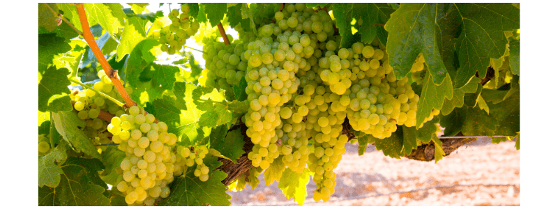 Chardonnay grape and wine from Wines With Attitude