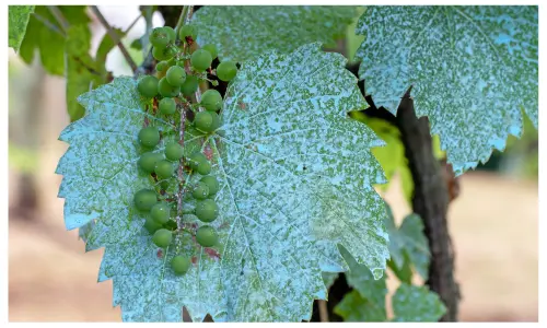 A blueish deposit on vine leaves, evidence of the use of copper sulphate