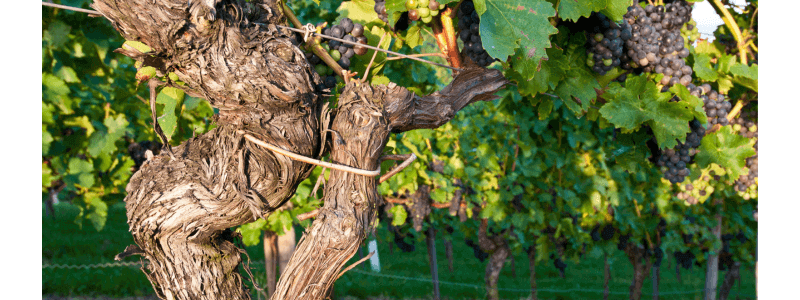 Do old vines make better wine by Wines With Attitude