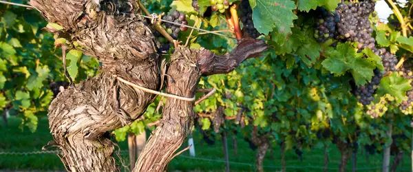 An old vine with some healthy black grapes and leaves on it