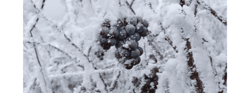 Frozen healthy grapes for ice wine by Wines With Attitude