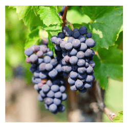 Gamay grapes for Beaujolais by Wines With Attitude