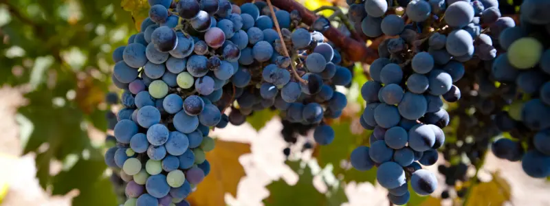 Close up of Merlot grapes on the vine