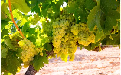 Bunches of Chardonnay grapes on a vine