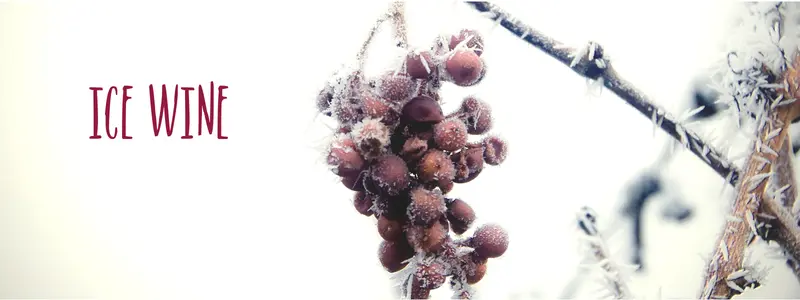 Frosty grapes captioned "Ice wine"