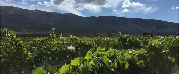 Sauvignon Blanc vineyards in New Zealand