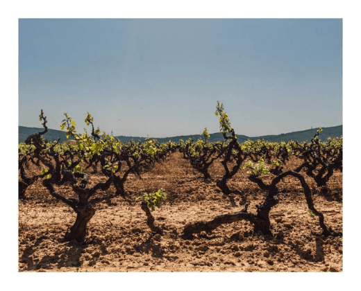 Old Australian vines by Wines With Attitude