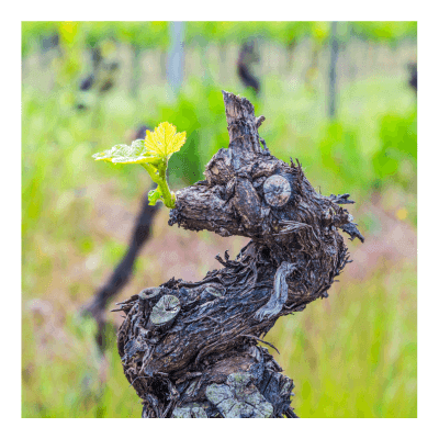 Old gnarled vine by Wines With Attitude