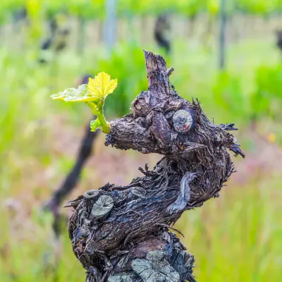 A gnarly old vine with a new leaf growing from the top