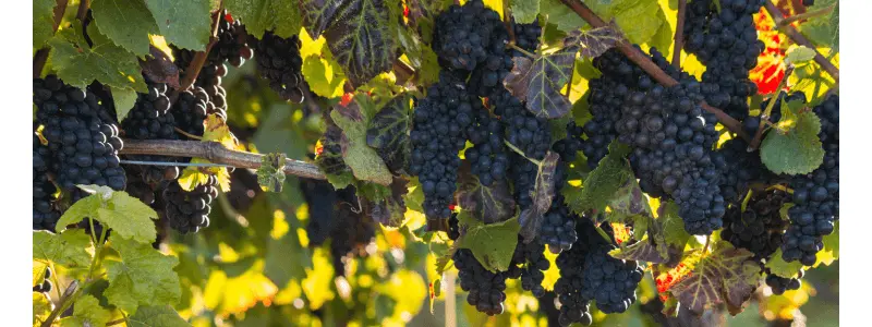 Black Pinot Noir grapes hanging on a vine shaded by vine leaves
