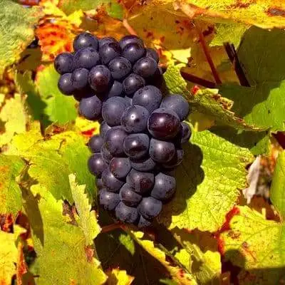A close up of a bunch of Pinot Noir grapes against some green and red vine leaves