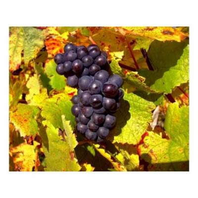 Pinot Noir grapes by Wines With Atttitude