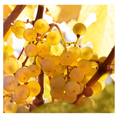 Riesling grapes from Wines With Attitude