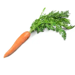 A carrot with its green leaves