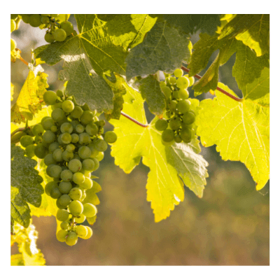 Sauvignon Blanc grapes by Wines With Attitude