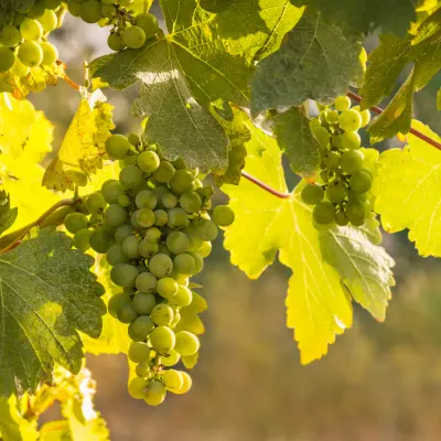 Sauvignon Blanc grapes on the vine