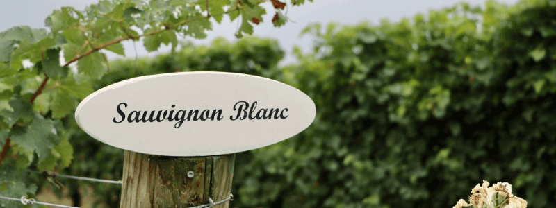 Sauvignon Blanc guide by Wines With Attitude