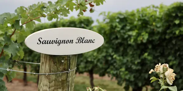 Vineyard with sign reading "Sauvignon Blanc"