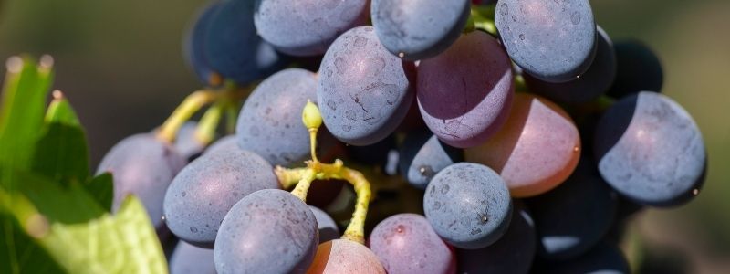 Tannins are in grape skins by Wines With Attitude