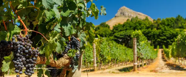 Vineyard with sandy soils and blue skies with a hill in the background
