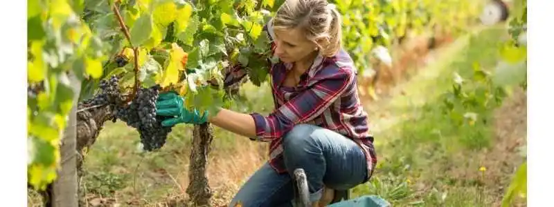 Woman wearing gloves, jeans and a checked shirt crouched next to vines selecting grapes for manual harvesting