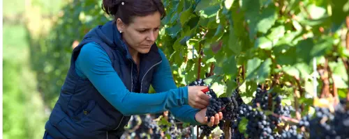 A woman picking black grapes in a vineyard