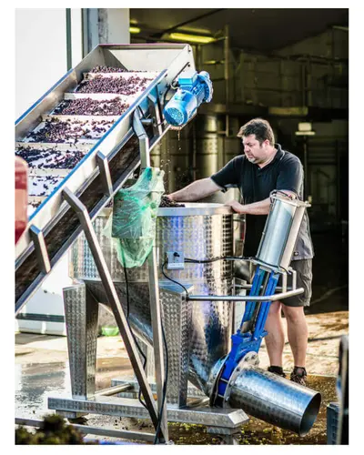 Winemaker Damien of Chateau Gaby at harvest in front of a conveyor belt moving grapes into a press