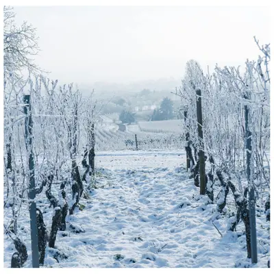 Vines in the snow