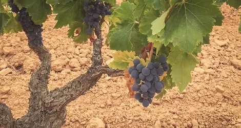 Bunches of black Grenache grapes on old vines on sandy soils