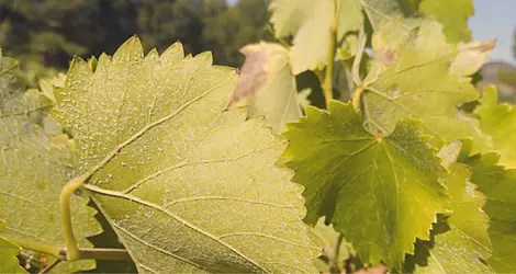 Close up of short white hairs on a vine leaf from the grape known as Garnatxa peluda or hairy Grenache