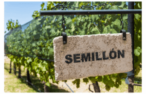 Semillon vines with a sign captioned "Semillon"