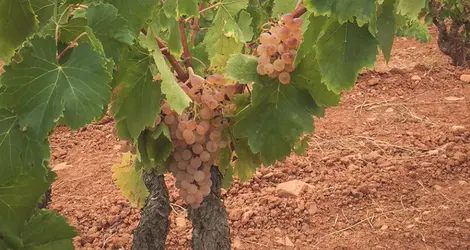 Bunches of white Grenache grapes on vines in sandy soils