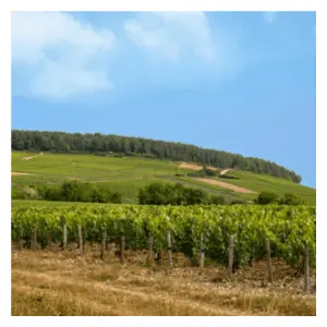 Rolling hills in Burgundy covered in vineyards