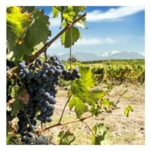 A bunch of black Malbec grapes on the vine with mountains in the background