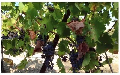 Black grapes in the shade of vine leaves in a Rhone vineyard