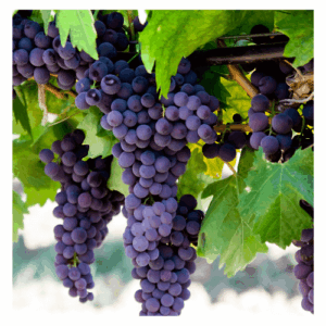 Carmenere grapes hanging on the vine