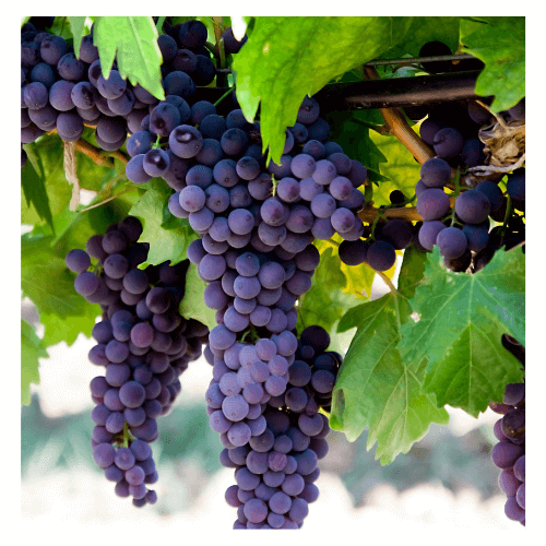 Carmenere grapes hanging from a vine