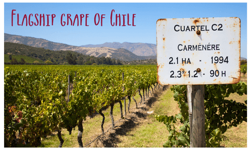 Vineyard of Carmenere grapes in Chile with caption Flagship grape of Chile